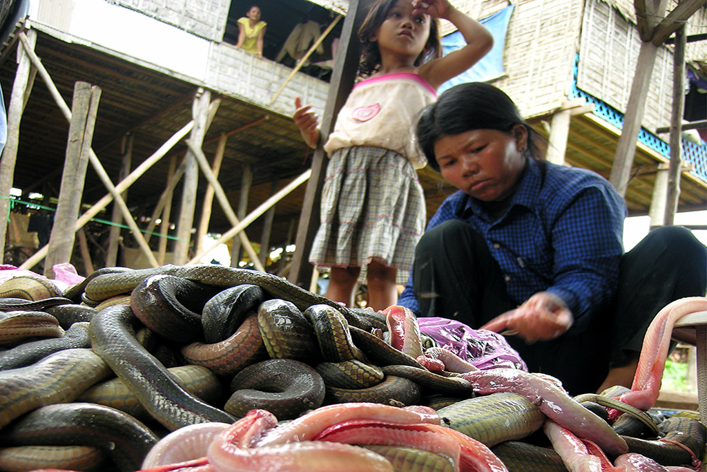 Snakehunt in Cambodia