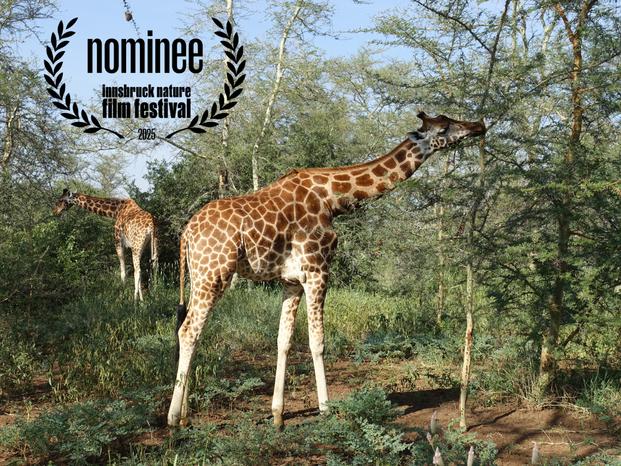 Giraffen_thumbjpg